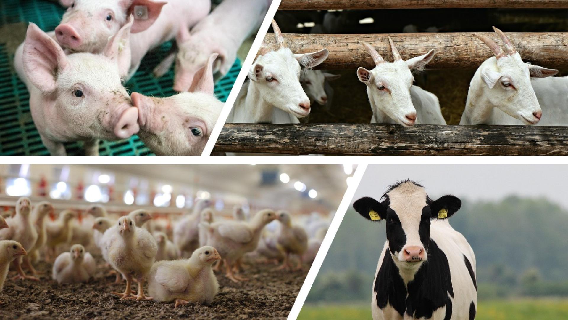Webinar Groen Kennisnet op 28 mei: ‘Innovatie Emissiereductie voor een Duurzame Veehouderij’